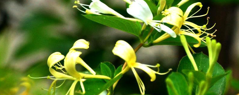 金银花冬天落叶吗 金银花冬天会落叶子吗