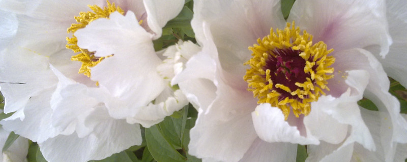 春天牡丹刚种易成活吗 春天栽的牡丹成活后什么样子