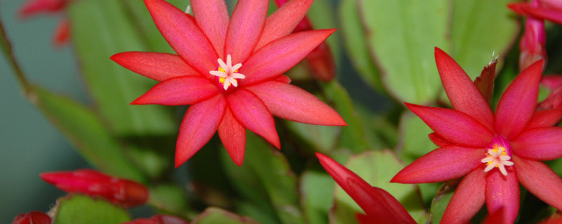 爱养花的人都是什么样的人 一个爱养花的人