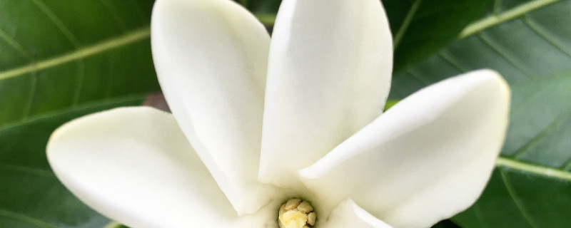 栀子花不开花的原因 栀子花不开花的原因视频