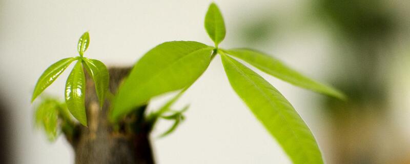 发财树新芽长不大 发财树新芽长不大怎么办