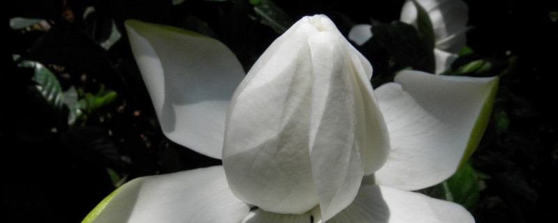 栀子花的花期多长时间 栀子花的花期有多长时间