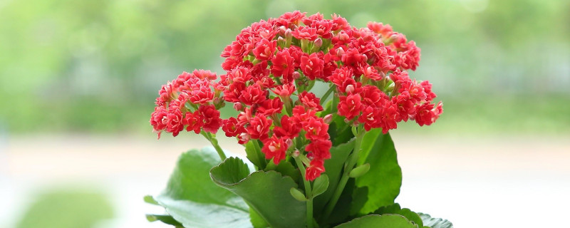 长寿花冬天开花吗 长寿花夏季开花