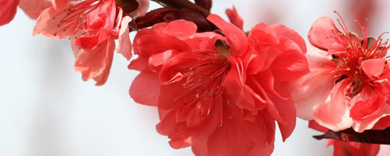 樱花秋天叶子的颜色 秋天的樱花叶子是什么颜色