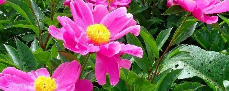 芍药花夏季怎么保养 夏季芍药花的养殖方法和注意事项