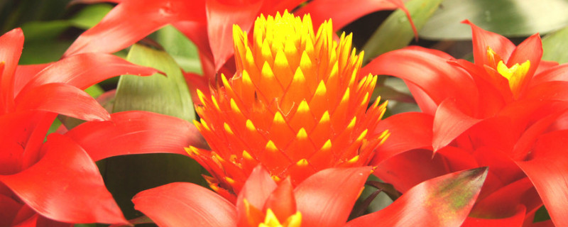 鸿运当头水培养殖方法（鸿运当头水培养殖方法视频）