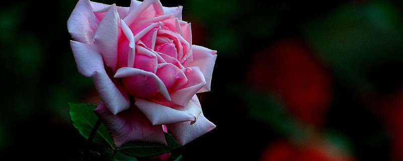 月季花苞很久了还不开 冬天月季花苞很久了还不开