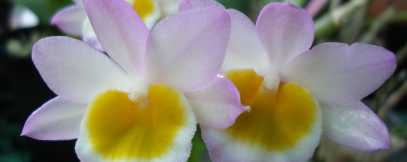 玫瑰石斛的养殖方法与技巧（玫瑰石斛的种植方法）