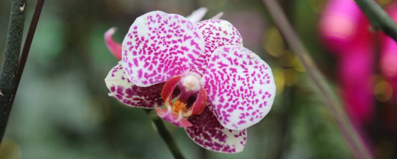 蝴蝶兰不开花的原因（为啥蝴蝶兰不开花）