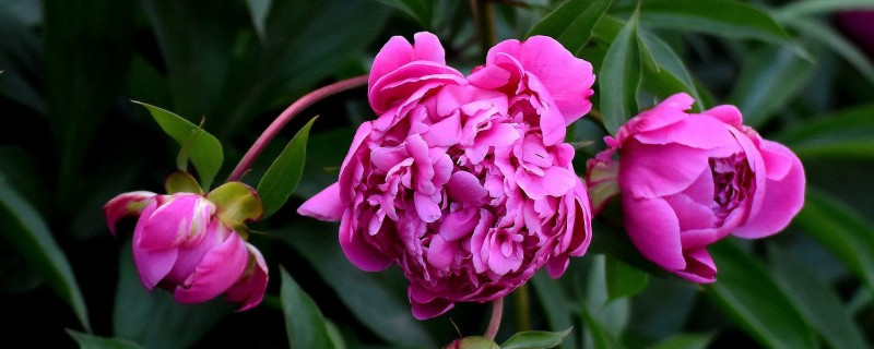 芍药花冬天多久浇水 盆栽芍药冬天如何浇水