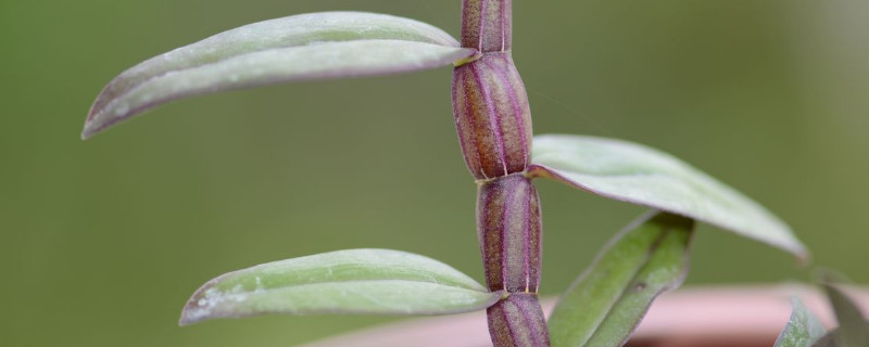 石斛怕冷吗 石斛怕不怕冷