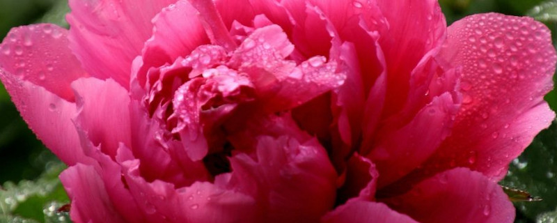 牡丹花夏天是不是应该枯萎（牡丹花冬天叶子会枯萎吗）