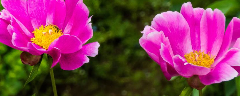 芍药夏天可以种吗（芍药春天可以种吗）