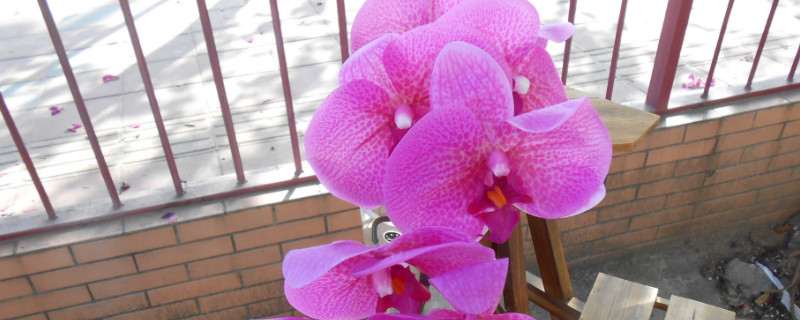 蝴蝶兰是什么颜色的 蝴蝶兰是什么颜色的又长什么样呢