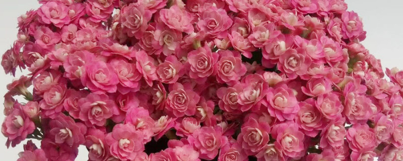 长寿花怎么才能长得快 长寿花长得很慢怎么办