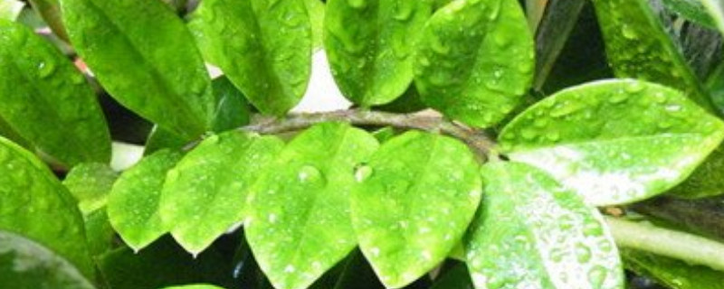 金钱树分盆时注意事项（金钱树怎么分盆移栽）