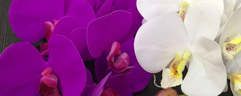 蝴蝶兰花芽和气根区分（区分蝴蝶兰根和气根）