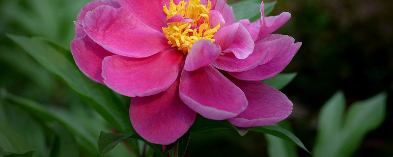 芍药能长多大(芍药可以长多大)