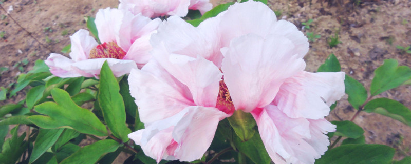 牡丹花种子需要泡水吗（牡丹籽种前需要开水泡吗）