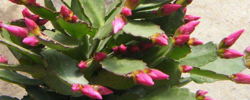 蟹爪兰秋季怎么养护 蟹爪兰秋季养护方法