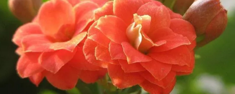 长寿花黑根是怎么回事（长寿花根黑了）