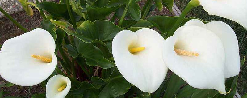 马蹄莲鲜花的养护方法 怎样养护开花的马蹄莲