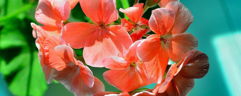 春季可以给天竺葵换盆吗 天竺葵几月份可以换盆