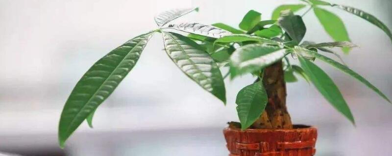 发财树怎么养才茂盛 发财树养殖方法
