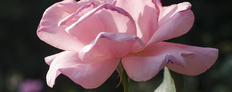 月季花为什么打了花苞还没开就黑了（月季花花苞萎蔫发黑）