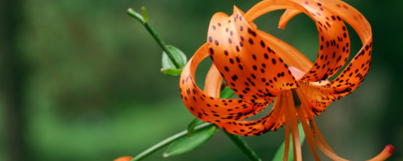 百合分几种品种（百合分几种品种干货）