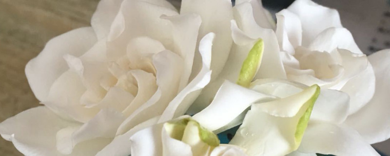 哪种栀子花好养（什么品种的栀子花最好养）