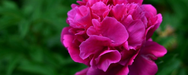 芍药花春天怎么种植 芍药花春季移栽