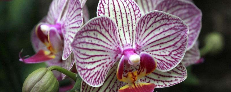 蝴蝶兰能养多久 蝴蝶兰可以养多久?