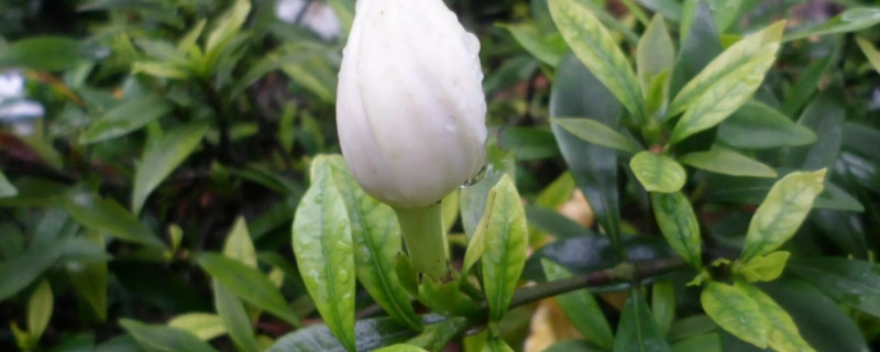栀子花怎么养才能开花(栀子花怎样养才能开花)
