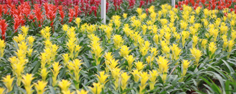 鸿运当头冬天怎么浇水 鸿运当头冬天什么时候浇水