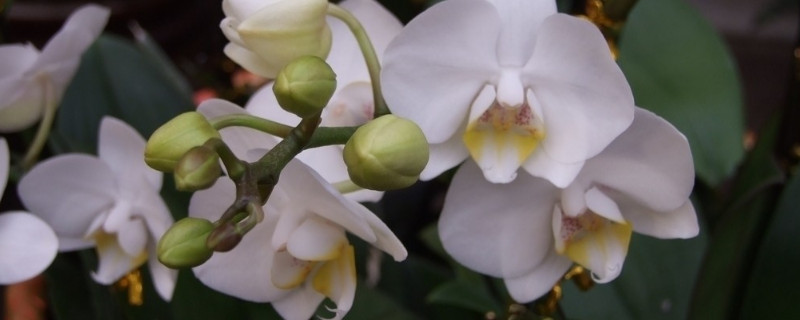 蝴蝶兰不开花了怎么办 蝴蝶兰不开花怎么回事