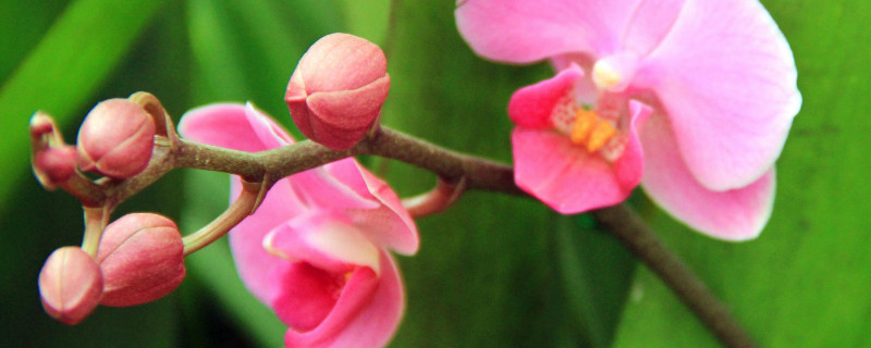 蝴蝶兰没有叶子只剩根能活吗 蝴蝶兰叶子全没了根却很好能活吗