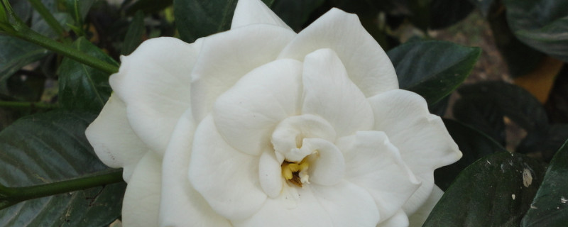 栀子花秋天叶子发黄落叶怎么办(栀子花秋天落叶黄叶咋回事)