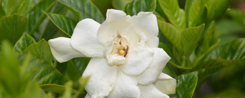 栀子花花期的养护方法（栀子花养护技巧）