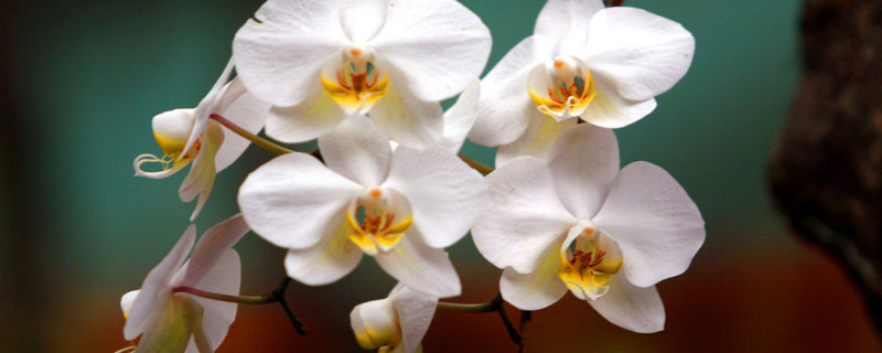 蝴蝶兰有什么特点 蝴蝶兰有什么特点可以写