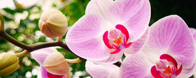 蝴蝶兰怎么养家庭养法 蝴蝶兰怎么养家庭养法蝴蝶兰专用土