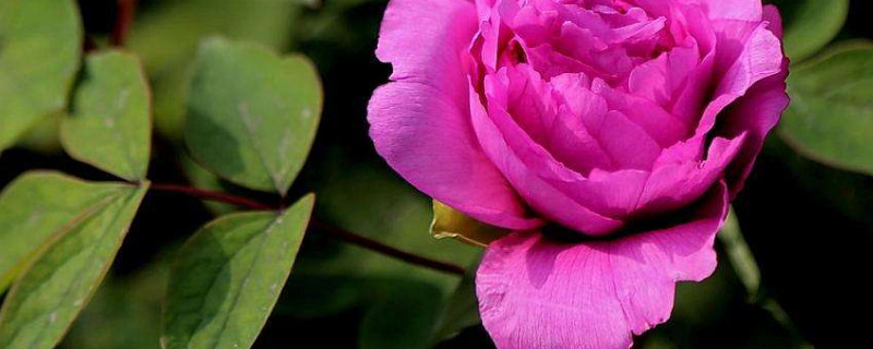 牡丹花夏天可以移栽吗 夏季移栽牡丹能开花吗