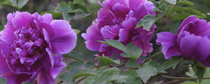 牡丹花夏天需要遮阴吗（牡丹花夏天怕晒吗）