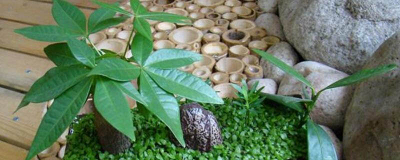 发财树养护（发财树养护指南）