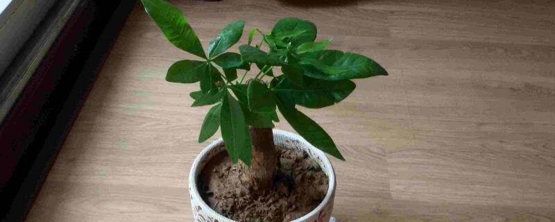 发财树烂根后锯掉扦插（发财树锯断扦插）