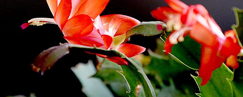 蟹爪兰冬天能扦插吗 蟹爪兰冬天可以扦插吗