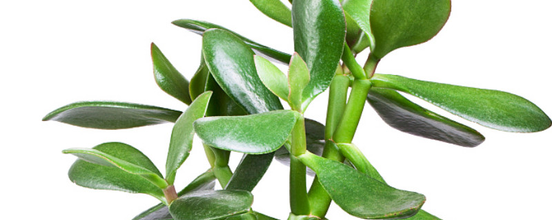 玉树叶子干瘪枝条发软（玉树的叶子开始干瘪是怎么回事）