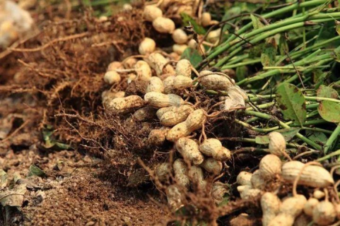 如何防治花生果腐病 花生根腐病怎样防治