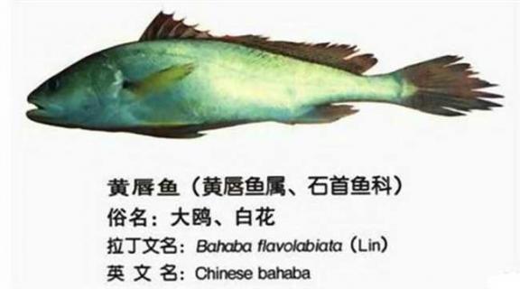 黄唇鱼