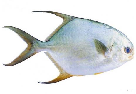 淡水白鲳